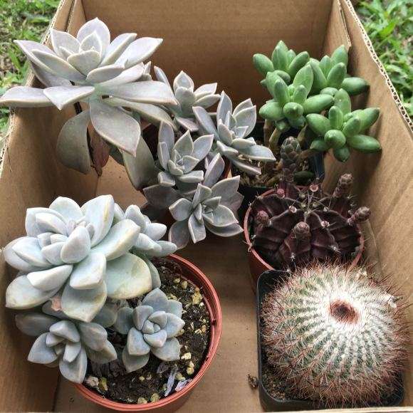 多肉大棚怎么养殖的技术