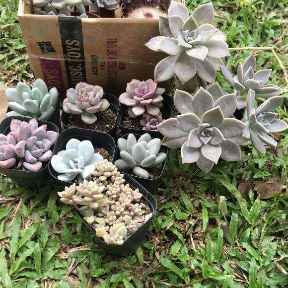 多肉大棚怎么养殖的技术