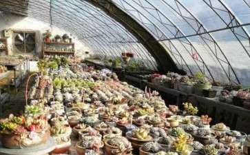 开封多肉大棚批发地址在哪里