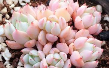 求温州多肉大棚地址 在哪里