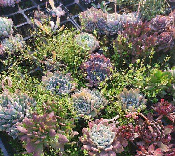 疫情期间 多肉大棚半死不活啊