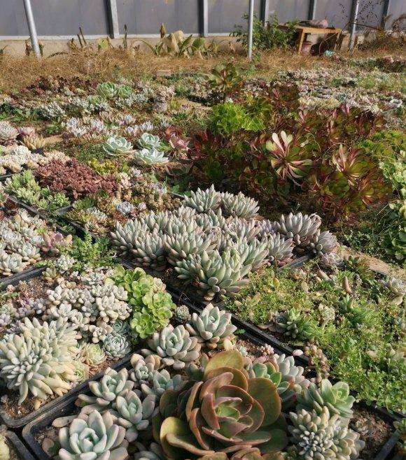 疫情期间 多肉大棚半死不活啊