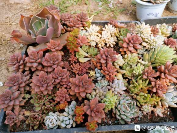 疫情期间 多肉大棚半死不活啊
