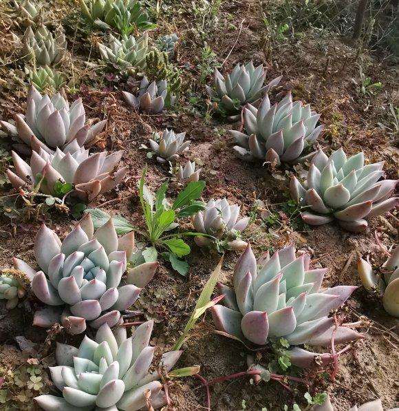 疫情期间 多肉大棚半死不活啊
