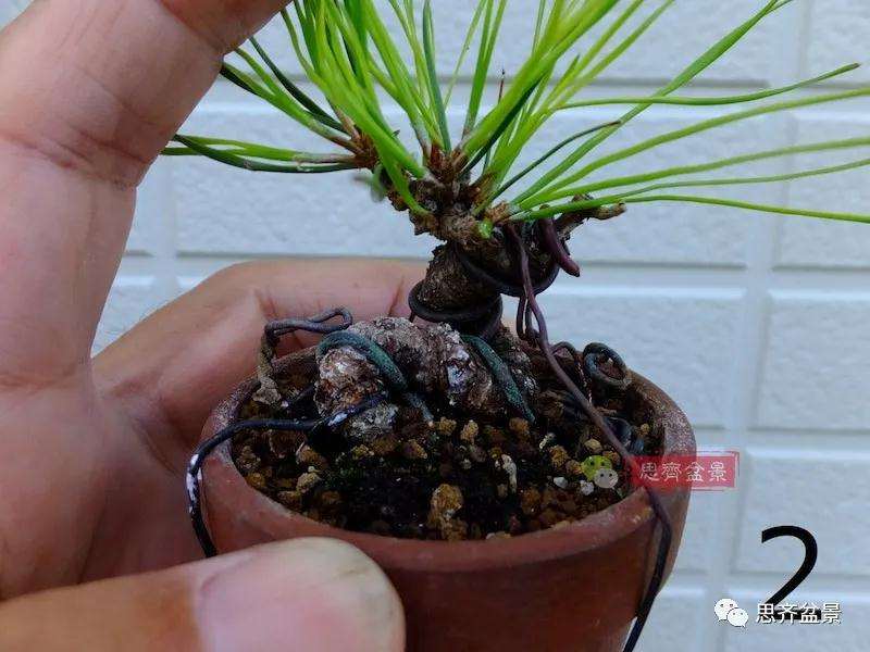 图解 微型赤松盆景怎么修根上盆的方法