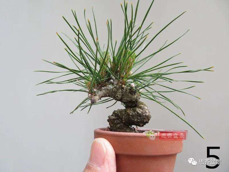 微型赤松盆景怎么修根上盆的方法