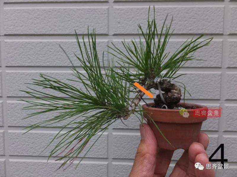 微型赤松盆景怎么修根上盆的方法