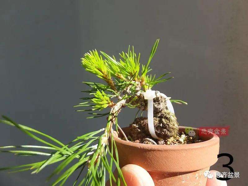 微型赤松盆景怎么修根上盆的方法