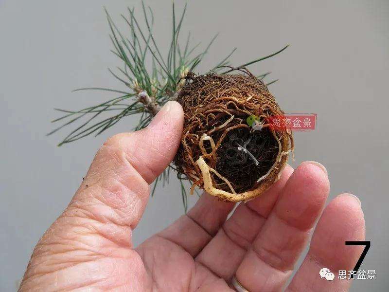 微型赤松盆景怎么修根上盆的方法
