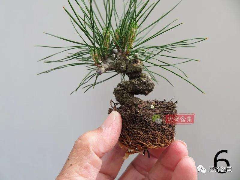 微型赤松盆景怎么修根上盆的方法