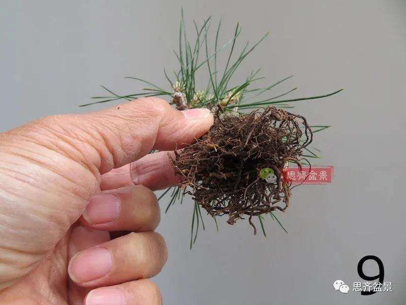 微型赤松盆景怎么修根上盆的方法