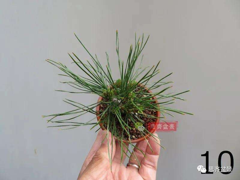 微型赤松盆景怎么修根上盆的方法