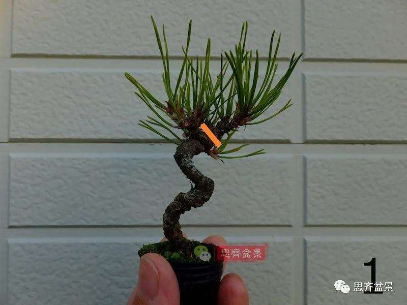 图解 微型赤松盆景怎么修根上盆的方法