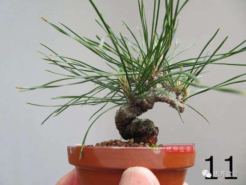 微型赤松盆景怎么修根上盆的方法