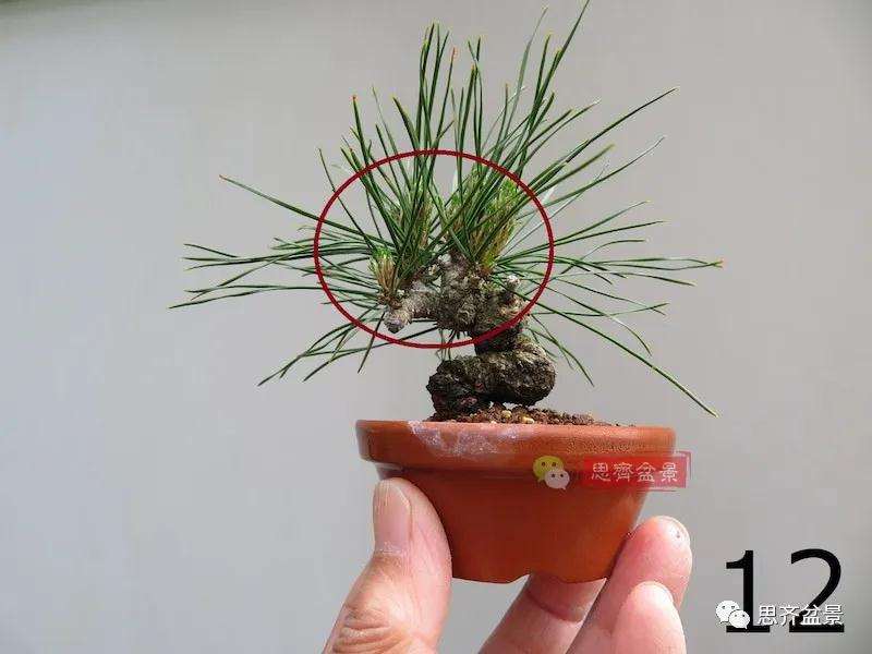 微型赤松盆景怎么修根上盆的方法