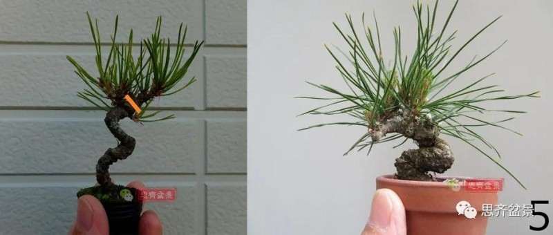 微型赤松盆景怎么修根上盆的方法