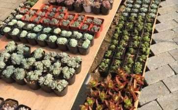 乐清市建了一个多肉大棚 地址在哪里