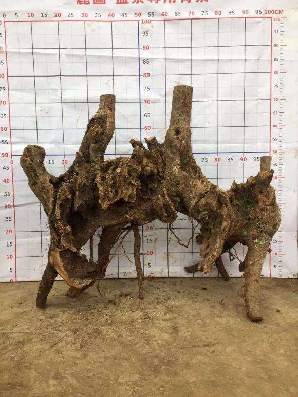 丛林过桥式腊梅下山桩怎么设计的方法