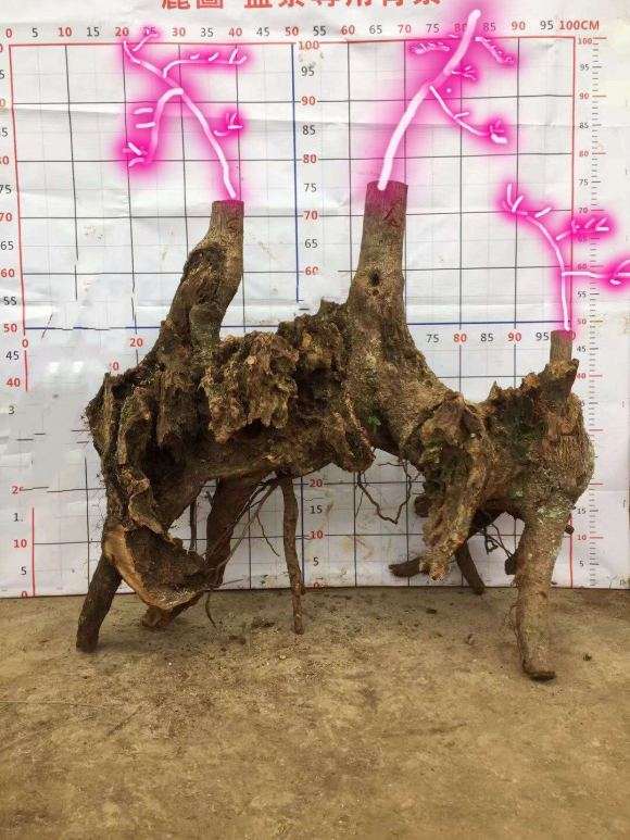 丛林过桥式腊梅下山桩怎么设计的方法