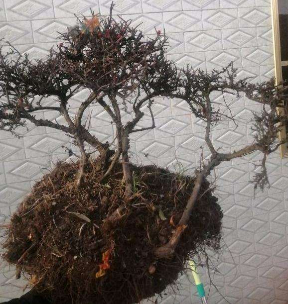 丛林荀子下山桩 怎么样