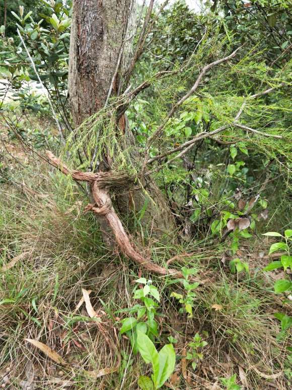 玩悬崖还是丛林下山桩