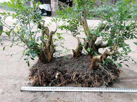 怎么移栽丛林九里香下山桩