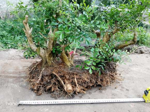 怎么移栽丛林九里香下山桩