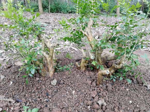 怎么移栽丛林九里香下山桩