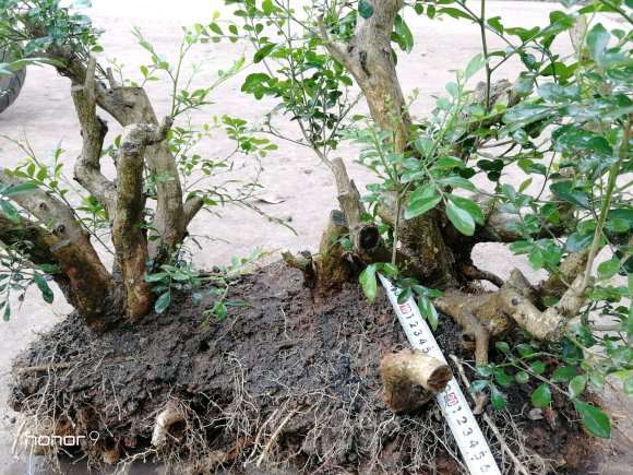 怎么移栽丛林九里香下山桩