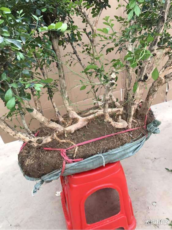 过桥丛林九里香下山桩