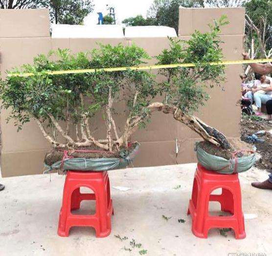 过桥丛林九里香下山桩