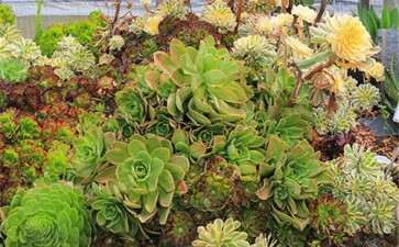 求成都多肉大棚地址 在哪里 谁知道