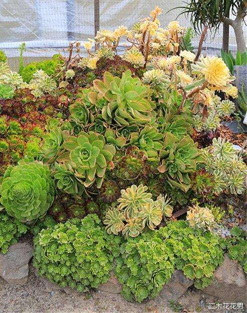 东莞哪里有多肉大棚 求地址