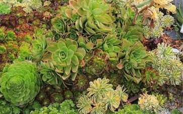 东莞哪里有多肉大棚 求地址