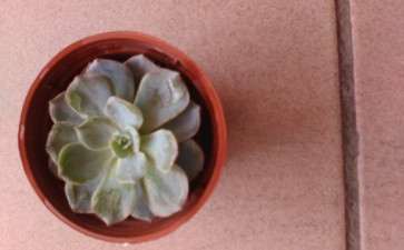 中山哪里有多肉大棚么 求地址