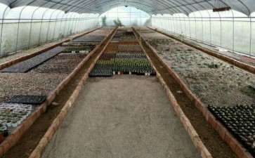 绵阳多肉大棚在哪里 我知道地址