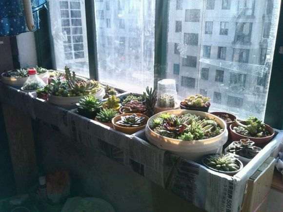 怎么搭建室内多肉大棚的经验