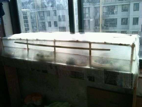 怎么搭建室内多肉大棚的经验