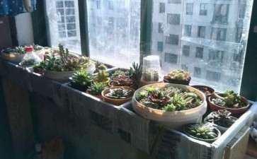 怎么搭建室内多肉大棚的经验分享 图片