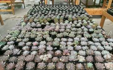 怎么让多肉发根的简易方法 图片