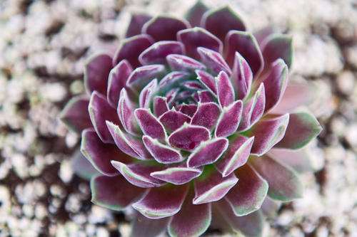 为什么景天多肉在国内价格经崩了