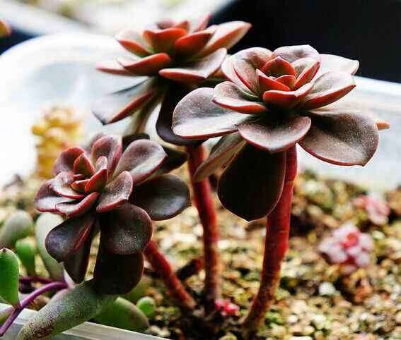 为什么景天多肉在国内价格经崩了