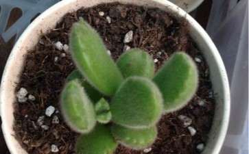 今天去了杭州三墩的多肉大棚 买了买