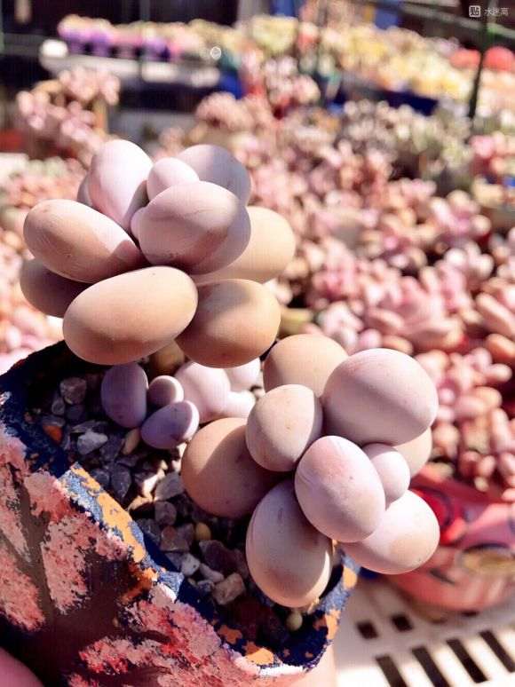 求昆明多肉大棚地址 在哪里