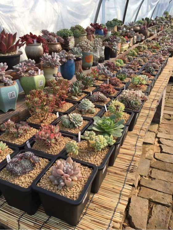 常州多肉大棚的地址在哪里