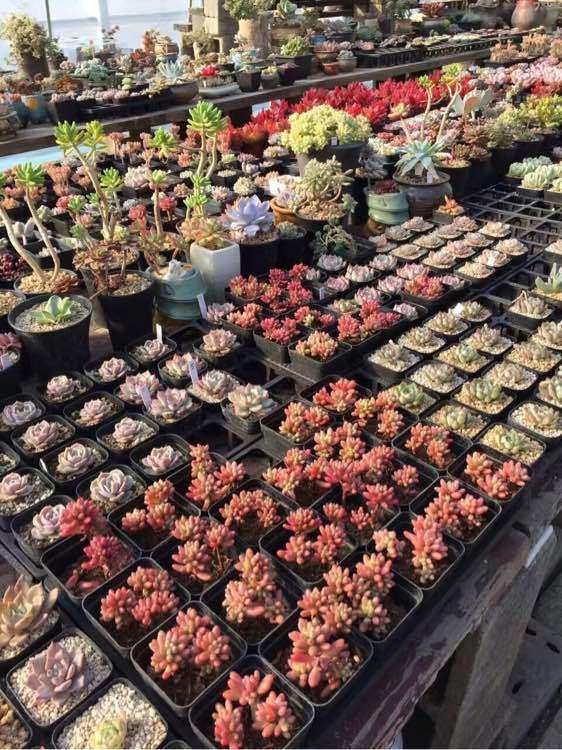 常州多肉大棚的地址在哪里