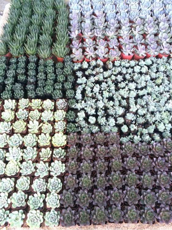 汕头多肉大棚地址在哪里