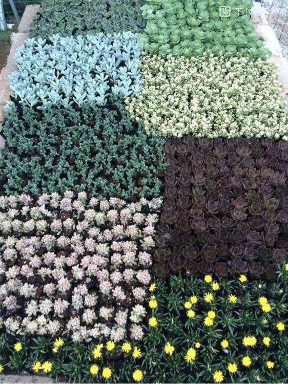 汕头多肉大棚地址在哪里