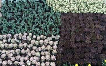 汕头多肉大棚地址在哪里 谁知道