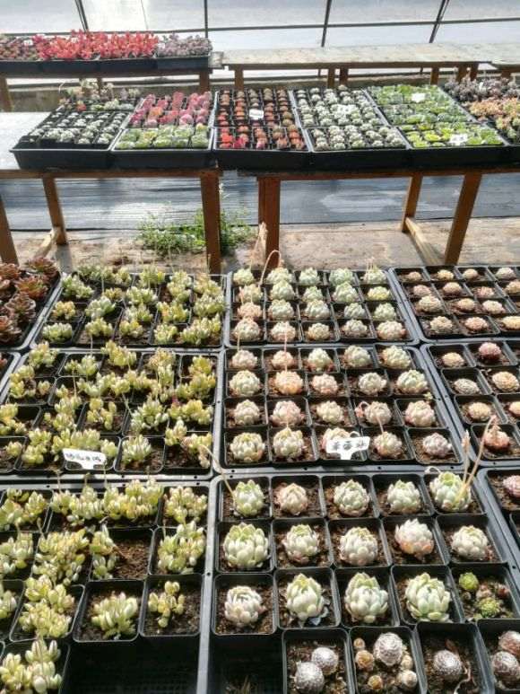 大同周边还有没有多肉大棚 地址哪里